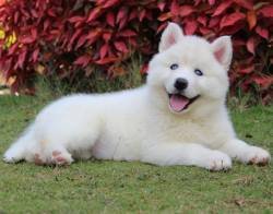 DogsIndia.com - Siberian Husky - Gururaj Mahadev