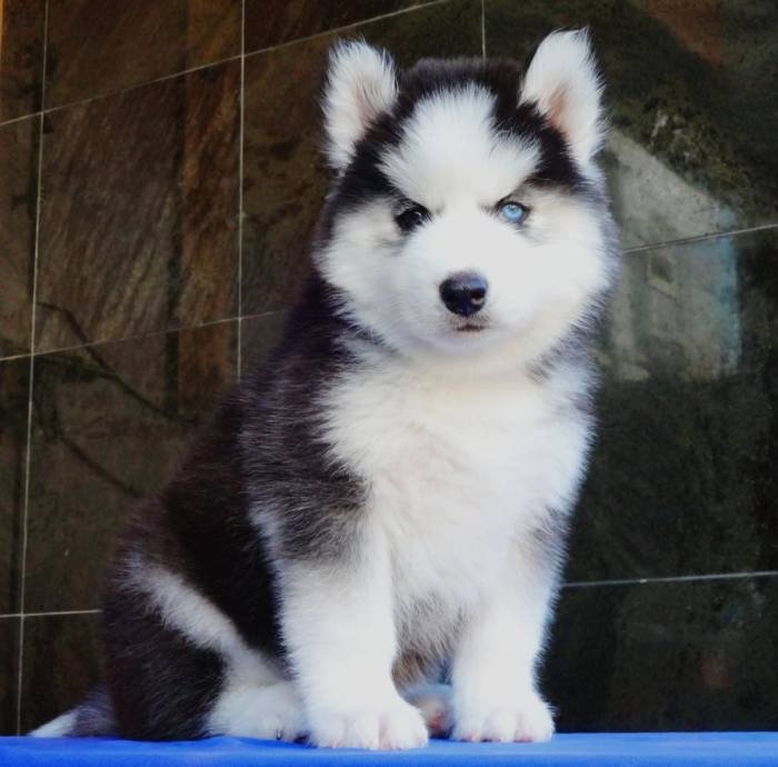 DogsIndia.com - Siberian Husky - Gururaj