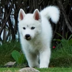 DogsIndia.com - Siberian Husky - Gururaj Mahadev