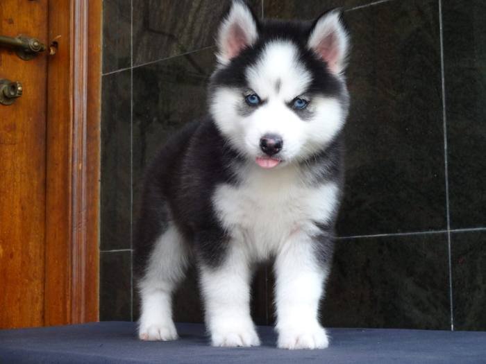 DogsIndia.com - Siberian Husky - Gururaj Mahadev