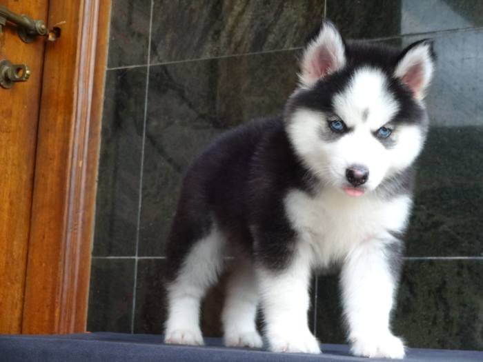 DogsIndia.com - Siberian Husky - Gururaj Mahadev