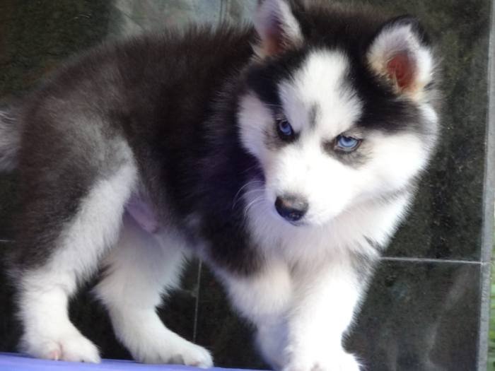 DogsIndia.com - Siberian Husky - Gururaj Mahadev