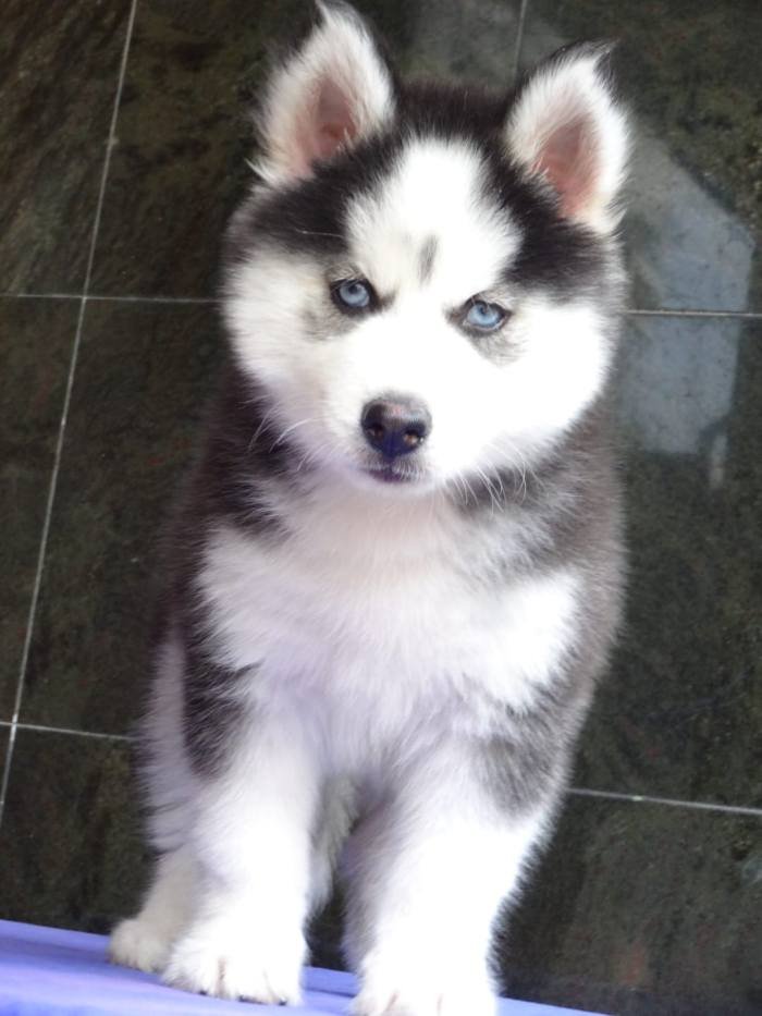 DogsIndia.com - Siberian Husky - Gururaj Mahadev