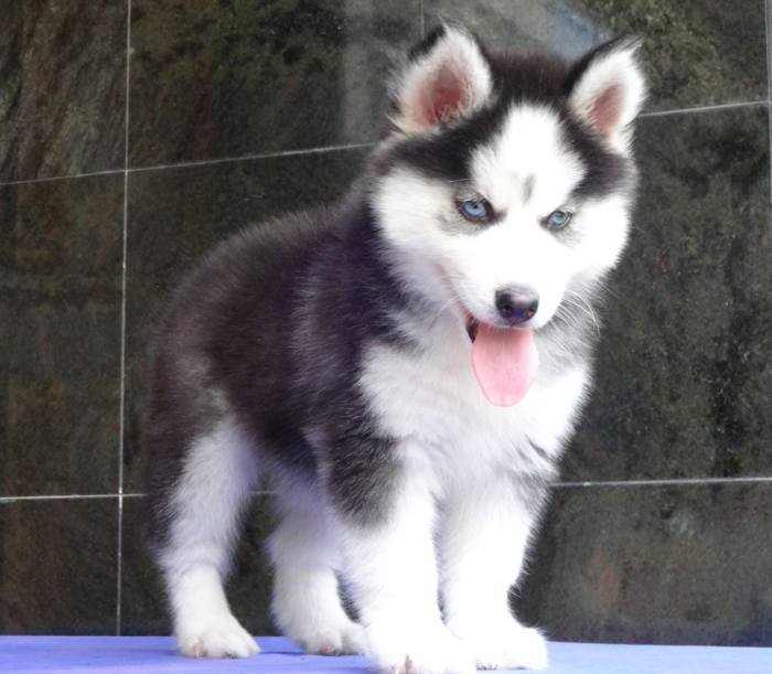 DogsIndia.com - Siberian Husky - Gururaj Mahadev