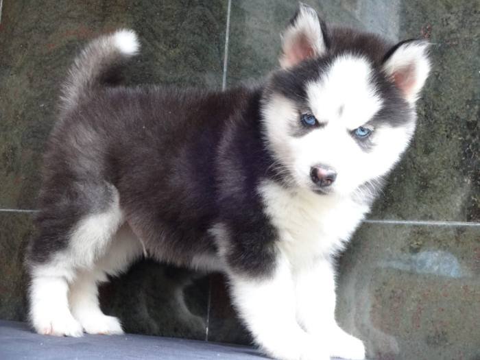 DogsIndia.com - Siberian Husky - Gururaj Mahadev