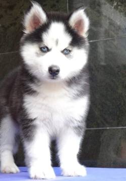 DogsIndia.com - Siberian Husky - Gururaj Mahadev