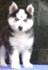 DogsIndia.com - Siberian Husky - Gururaj Mahadev
