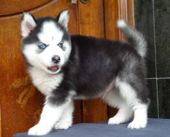 DogsIndia.com - Siberian Husky - Gururaj Mahadev