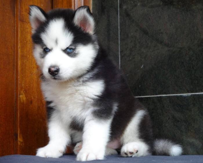 DogsIndia.com - Siberian Husky - Gururaj Mahadev