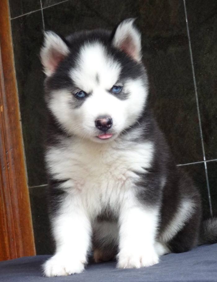 DogsIndia.com - Siberian Husky - Gururaj Mahadev