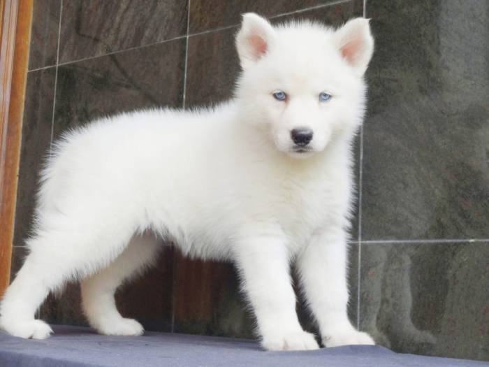 DogsIndia.com - Siberian Husky - Gururaj Mahadev