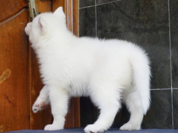 DogsIndia.com - Siberian Husky - Gururaj Mahadev