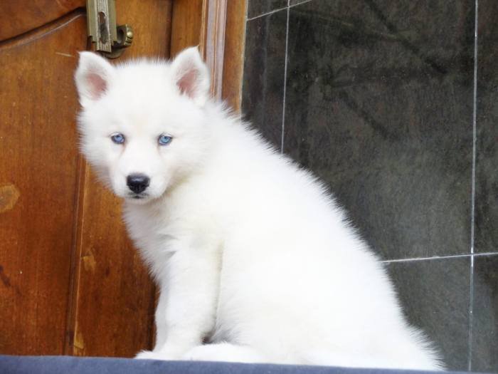 DogsIndia.com - Siberian Husky - Gururaj Mahadev