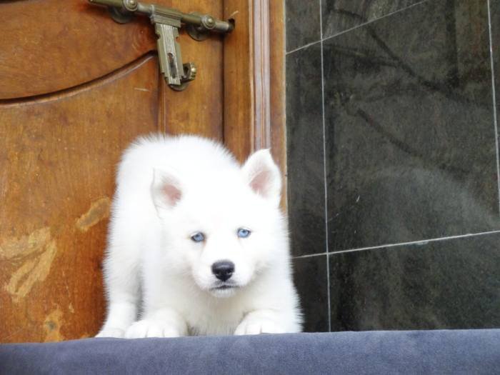 DogsIndia.com - Siberian Husky - Gururaj Mahadev