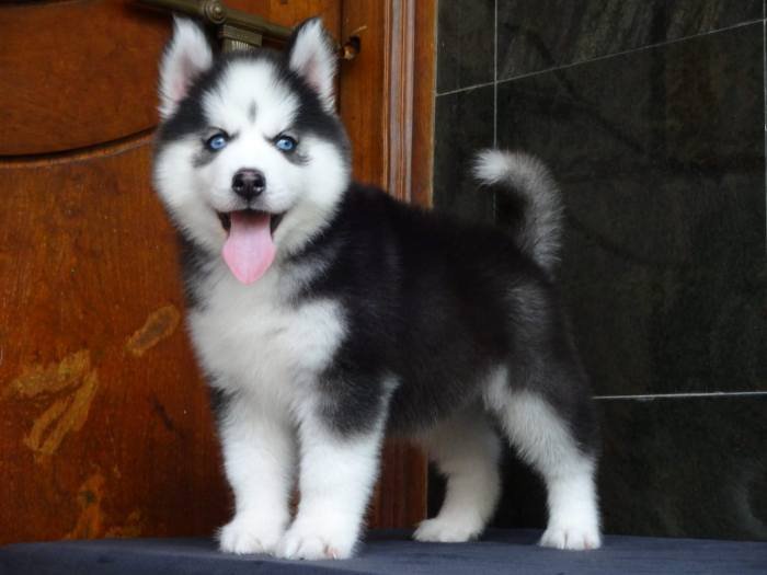 DogsIndia.com - Siberian Husky - Gururaj Mahadev