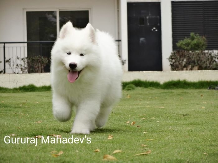 DogsIndia.com - Siberian Husky - Gururaj Mahadev