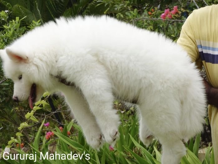 DogsIndia.com - Siberian Husky - Gururaj Mahadev