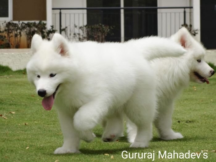 DogsIndia.com - Siberian Husky - Gururaj Mahadev