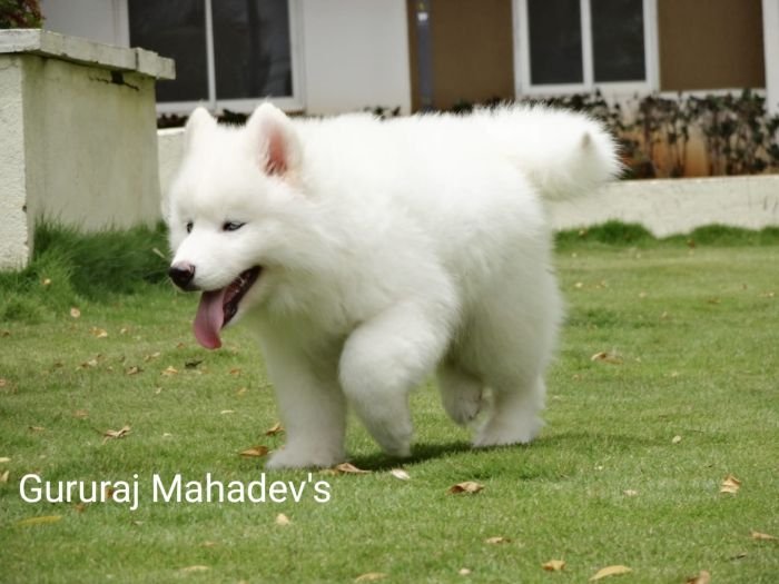 DogsIndia.com - Siberian Husky - Gururaj Mahadev