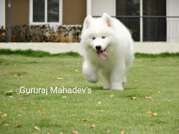DogsIndia.com - Siberian Husky - Gururaj Mahadev