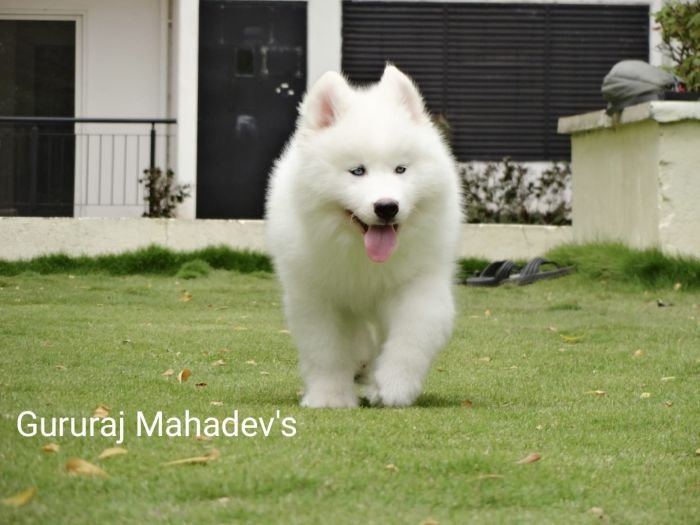 DogsIndia.com - Siberian Husky - Gururaj Mahadev
