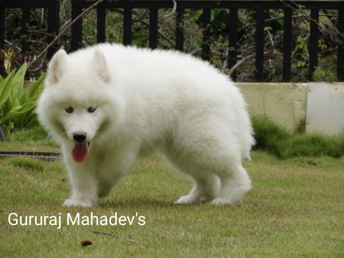 DogsIndia.com - Siberian Husky - Gururaj Mahadev