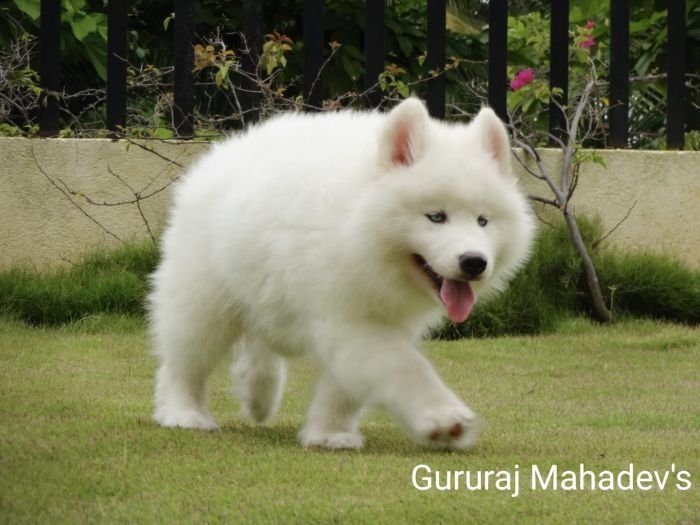 DogsIndia.com - Siberian Husky - Gururaj Mahadev
