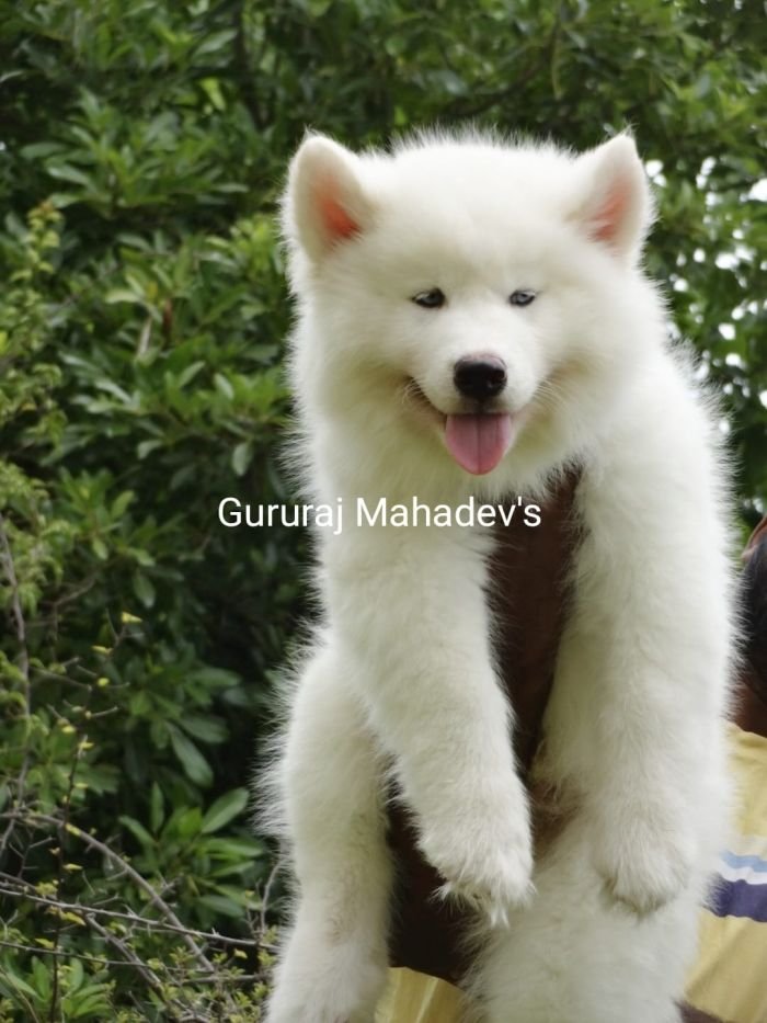 DogsIndia.com - Siberian Husky - Gururaj Mahadev