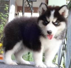 DogsIndia.com - Siberian Husky - Gururaj