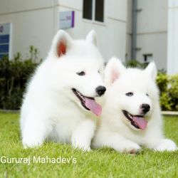 DogsIndia.com - Siberian Husky - Gururaj Mahadev