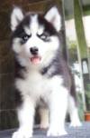 DogsIndia.com - Siberian Husky - Gururaj