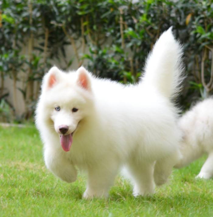 DogsIndia.com - Siberian Husky - Gururaj Mahadev