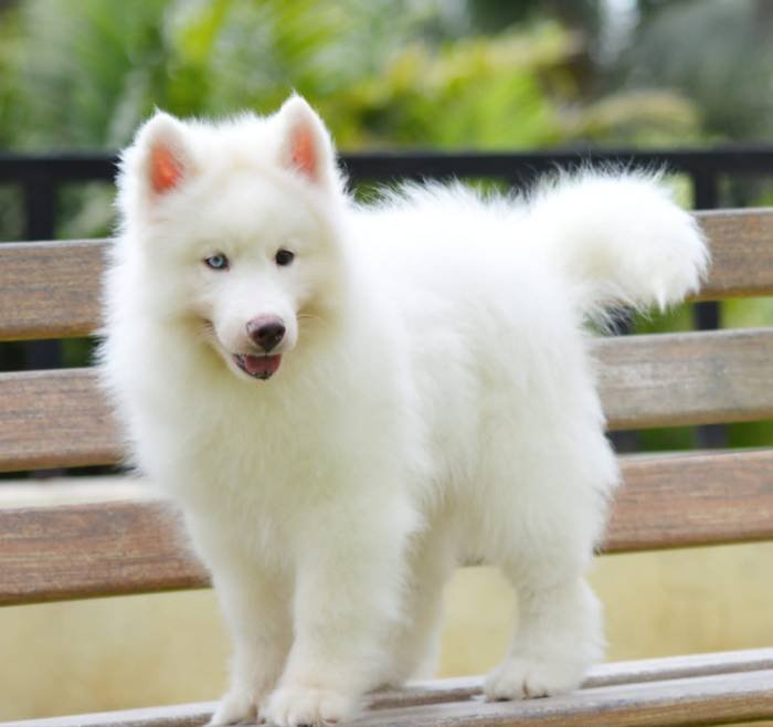 DogsIndia.com - Siberian Husky - Gururaj Mahadev