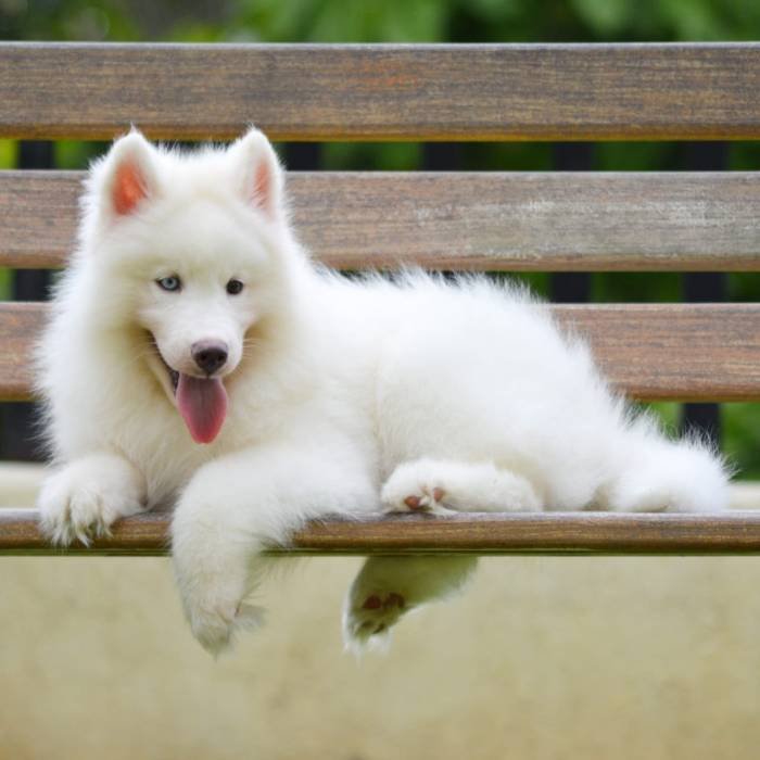 DogsIndia.com - Siberian Husky - Gururaj Mahadev