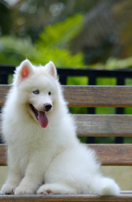 DogsIndia.com - Siberian Husky - Gururaj Mahadev