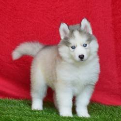 DogsIndia.com - Siberian Husky - Gururaj
