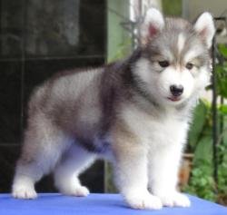 DogsIndia.com - Siberian Husky - Gururaj
