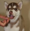 DogsIndia.com - Siberian Husky - Happy Minds - Abhijit
