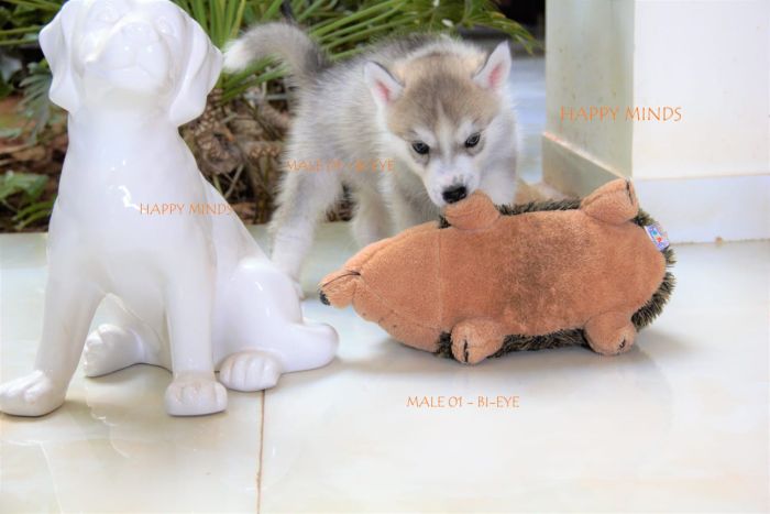 DogsIndia.com - Siberian Husky - Happy Minds Kennel