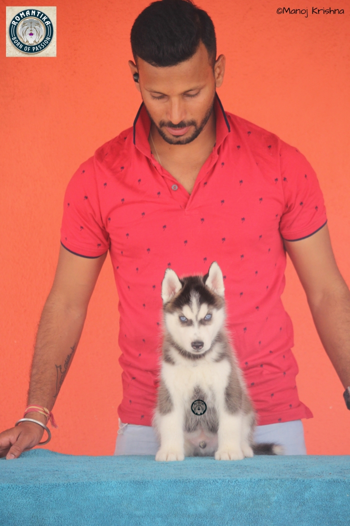 DogsIndia.com - Siberian Husky - Manoj Krishna - Romantika Kennel
