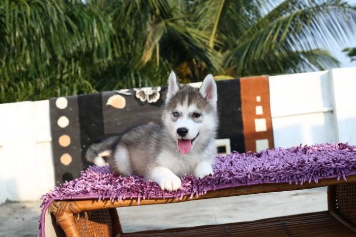 DogsIndia.com - Siberian Husky - Pooja Sangaiya