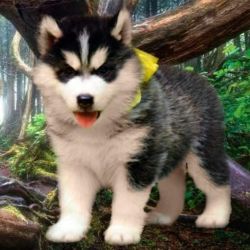 DogsIndia.com - Siberian Huskies - Short Faced Wolves Kennels - Rahul