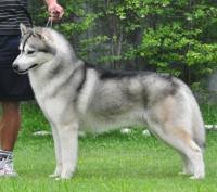 DogsIndia.com - Siberian Husky - Manoj Krishna - Romantika Kennel