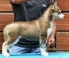 DogsIndia.com - Siberian Husky - Manoj Krishna - Romantika Kennel