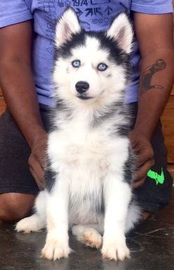 DogsIndia.com - Siberian Husky - Sanrams