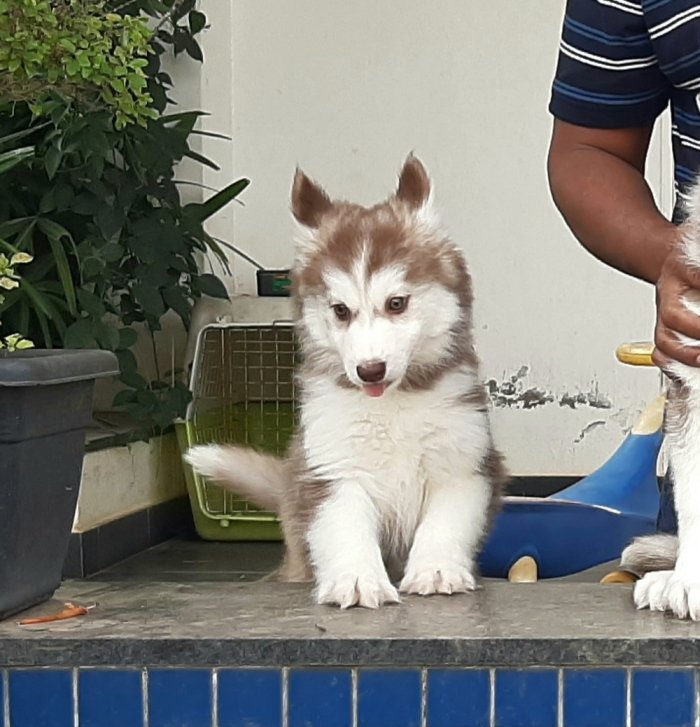 DogsIndia.com - Siberian Husky - Sanrams Kennel