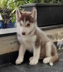 DogsIndia.com - Siberian Husky - Sanrams Kennel