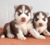 DogsIndia.com - Siberian Husky - Sanrams Kennel