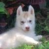 DogsIndia.com - Siberian Husky - Sanrams Kennel