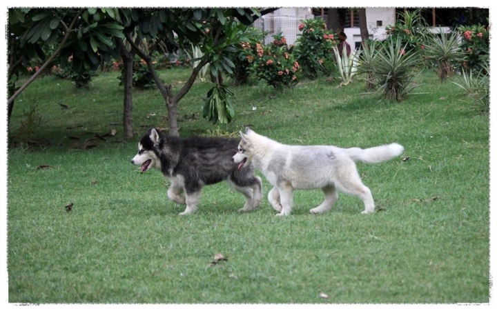 DogsIndia.com - Siberian Huskies - Shikara Huskies - Akershika Mishra